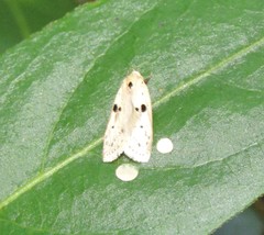 Scythropiodes issikii