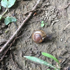 Macrochlamys hippocastaneum