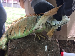 Iguana iguana