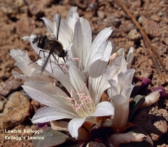 Lewisia kelloggii
