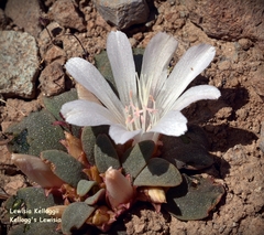 Lewisia kelloggii