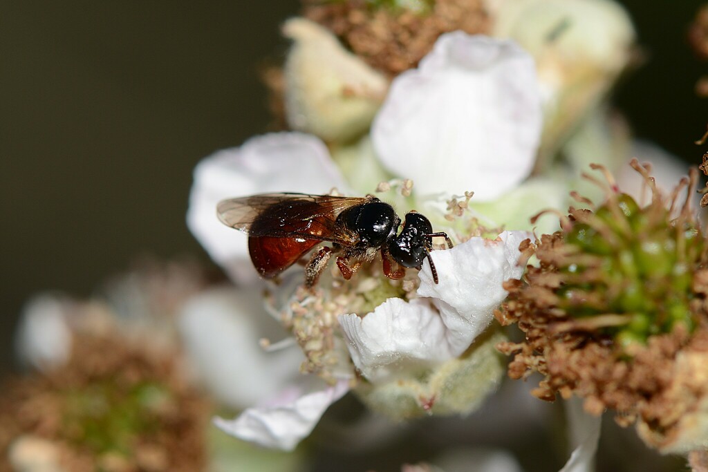 Bicoloured Reed Bee from Wonthaggi VIC 3995, Australia on December 29 ...