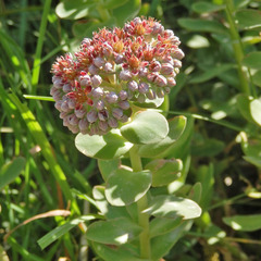 Hylotelephium anacampseros