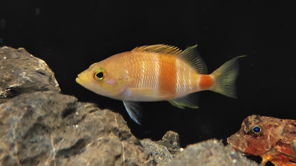 Zalanthias