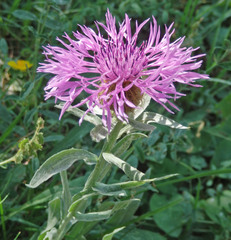 Centaurea uniflora
