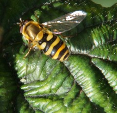 Syrphus vitripennis