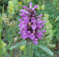 Betonica hirsuta