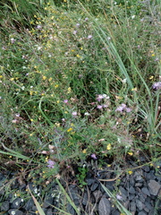 Centaurea pseudomaculosa