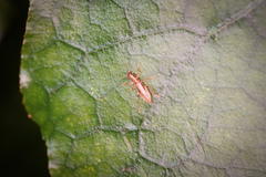 Lemidia aptera