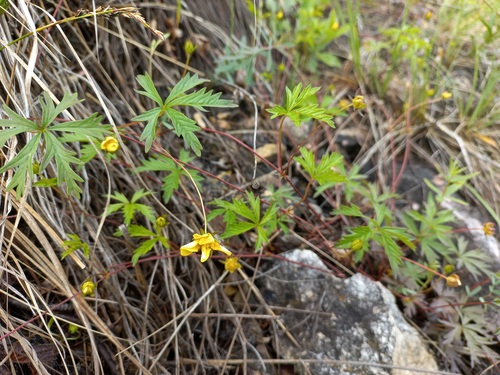 Potentilla flagellaris iNat (2)
