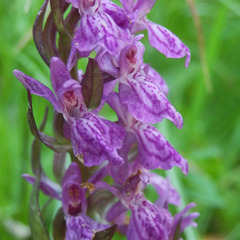 Dactylorhiza lapponica