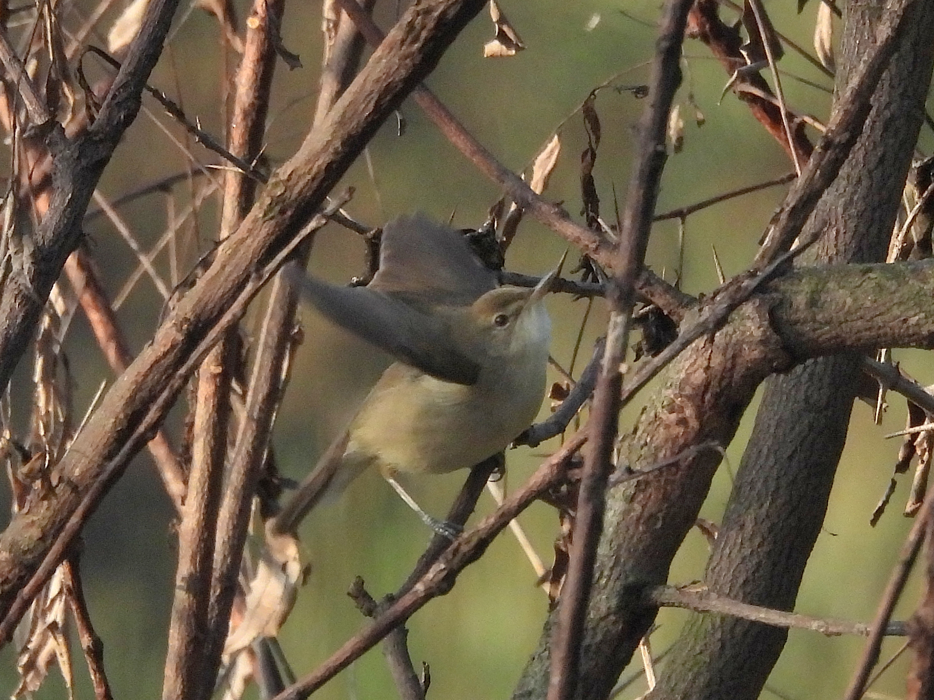 Blyth's Reed Warbler