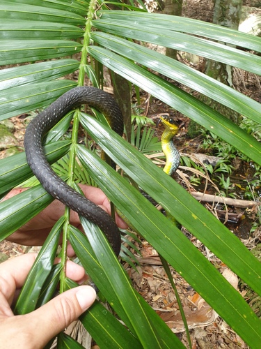 Common Tree Snake sighting