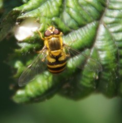 Syrphus vitripennis