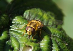 Syrphus vitripennis