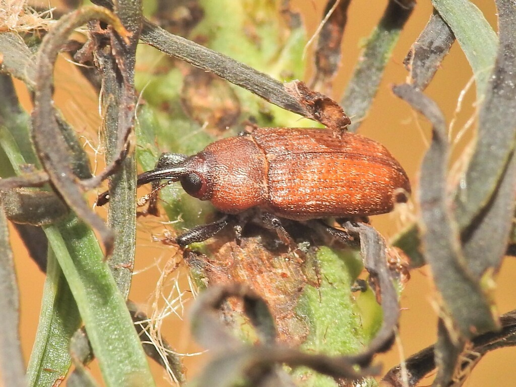 Tranes forsteri