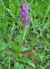 Dactylorhiza lapponica
