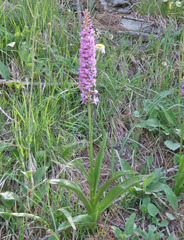 Gymnadenia densiflora