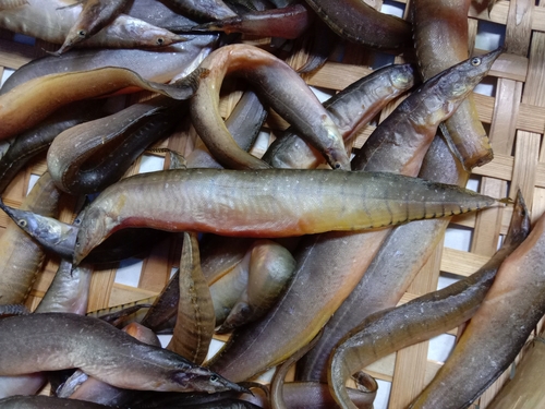 Burmese spiny eel (Macrognathus zebrinus) — Mastacembelidae — 3