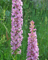 Gymnadenia densiflora
