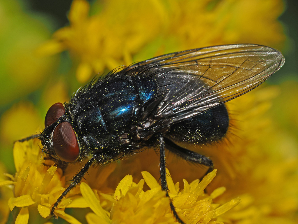 Bird Blowfly