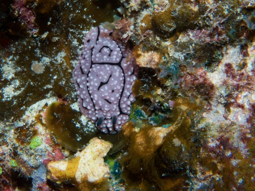 Phyllidiella hageni