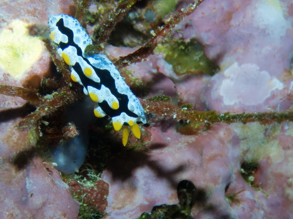 Heavenly Wart Slug