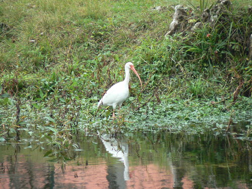 White Ibis photographed in Florida