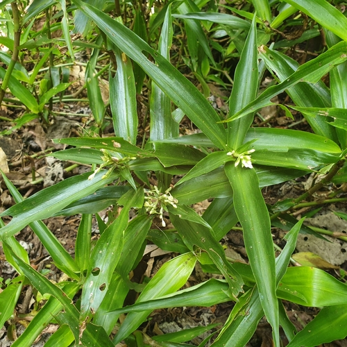 Pollia crispata (Pollia crispata)