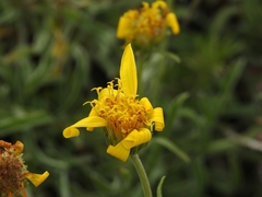 Stenotus lanuginosus