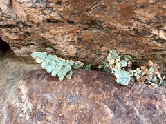 Pellaea intermedia