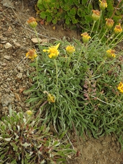 Stenotus lanuginosus