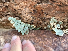 Pellaea intermedia