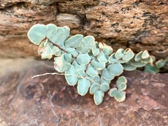 Pellaea intermedia