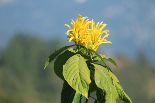 Image of Justicia aurea by no rights reserved