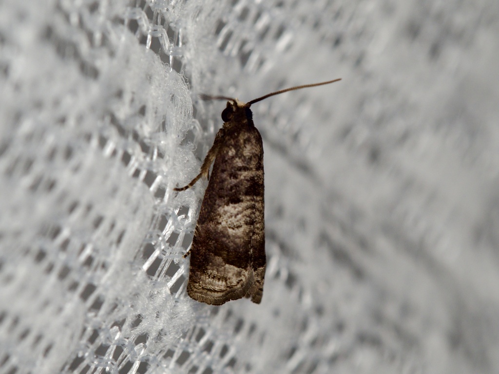 Notocelia yakushimensis