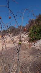 Sclerocroton