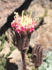 Chaenactis nevadensis