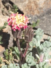 Chaenactis nevadensis