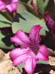 Cycladenia humilis