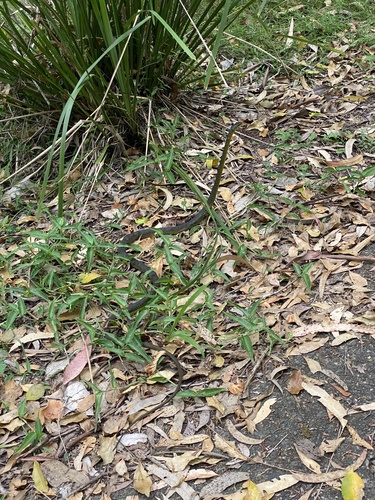 Common Tree Snake sighting