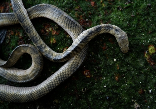Photo of Annulated sea snake (Hydrophis cyanocinctus)