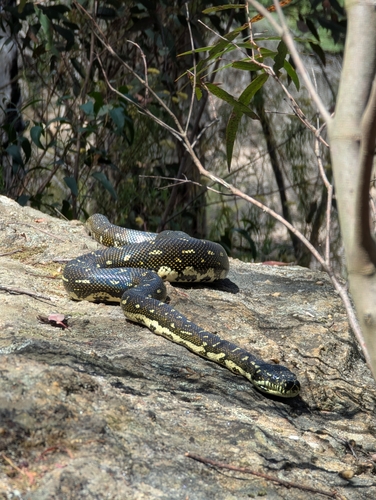 Diamond Python sighting