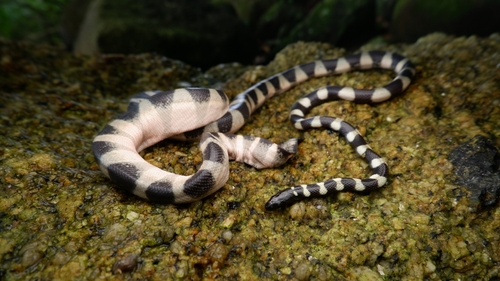 Hydrophis fasciatus observed 2024-12-29