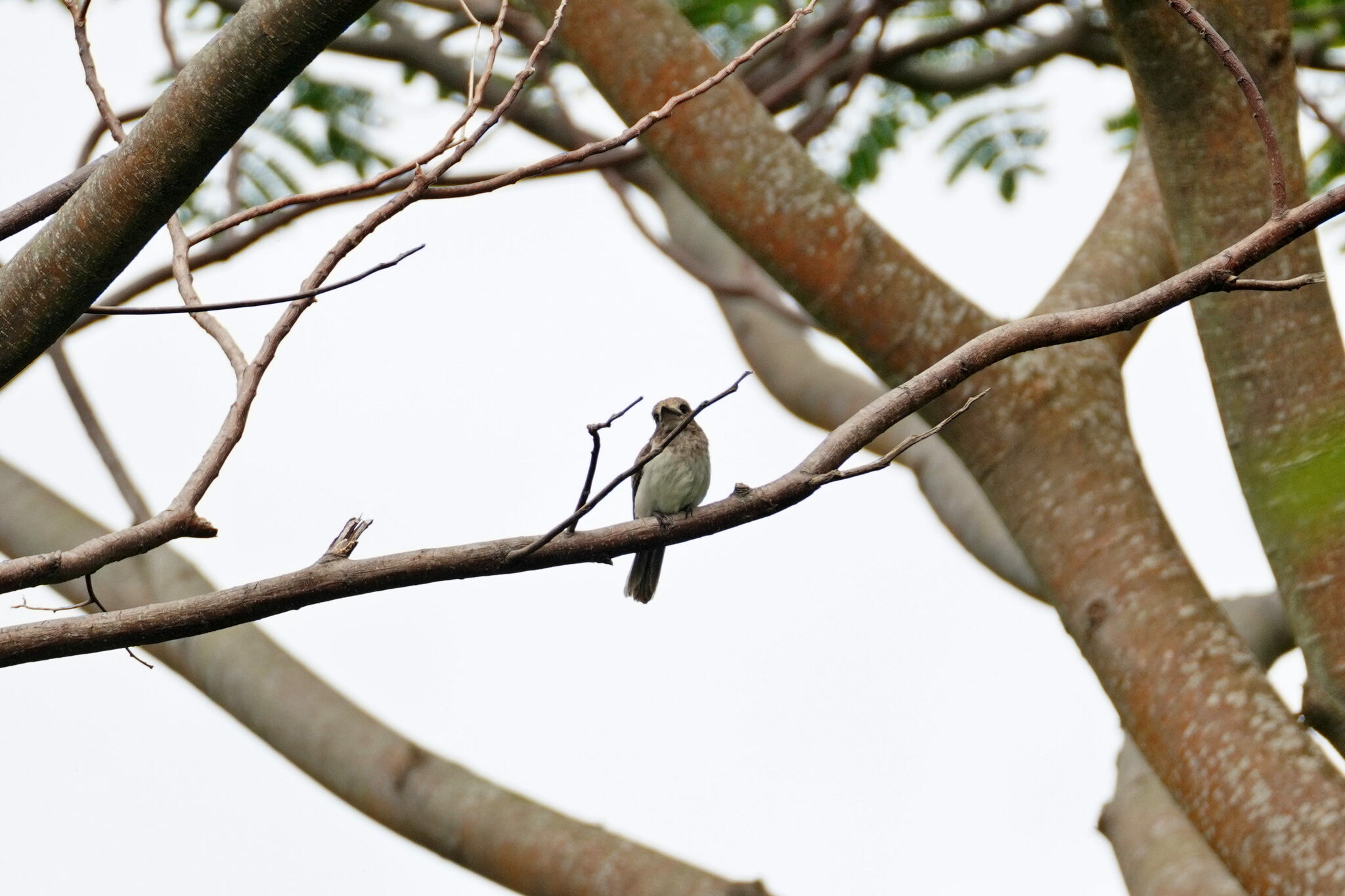 Society Kingfisher (Todiramphus veneratus), photo 8