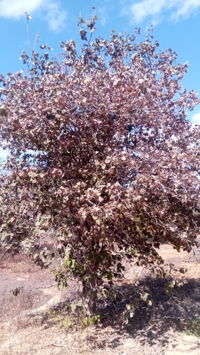 Karomia macrocalyx