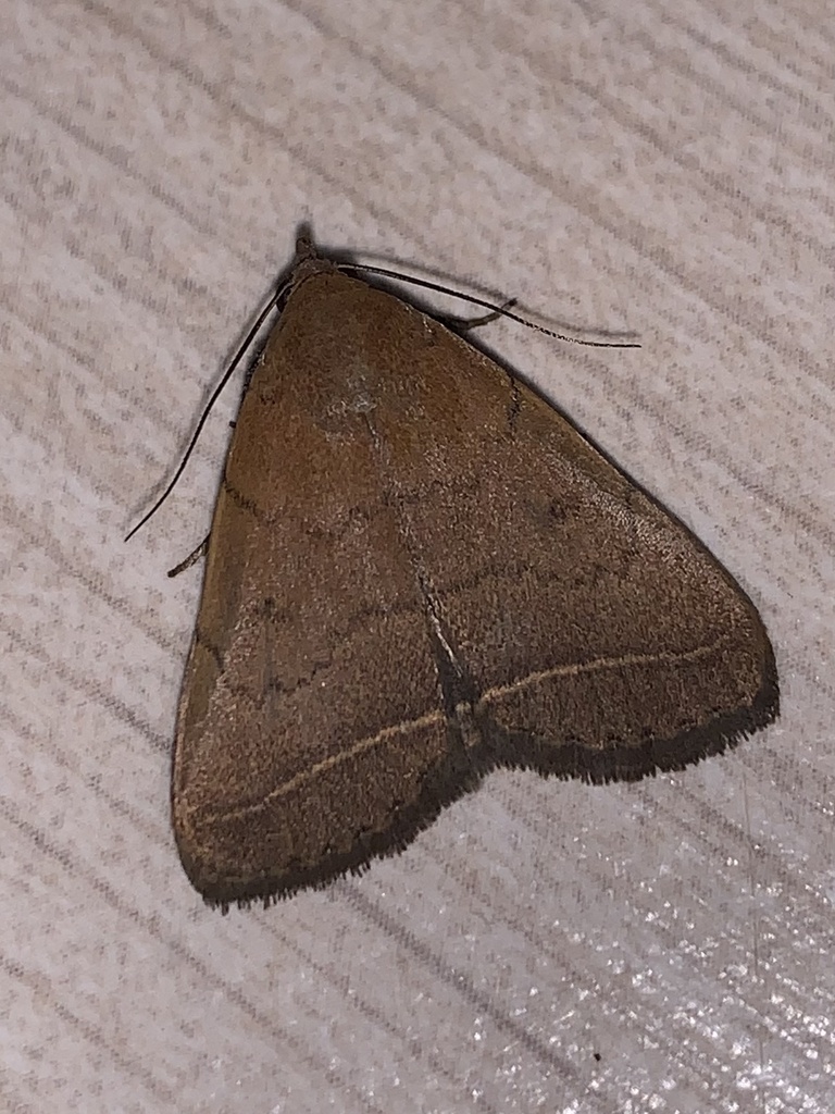 Simplicia pannalis