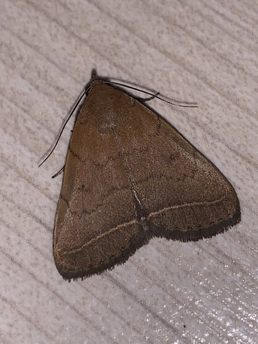 Simplicia pannalis