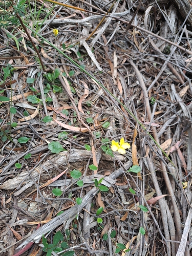 Image of Trailing Goodenia (Goodenia lanata) by (c) Corey O'Brien, some rights reserved (CC BY)