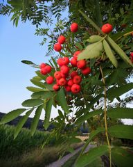 Sorbus aucuparia